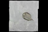 Dalmanites Trilobite Fossil - New York #99092-1